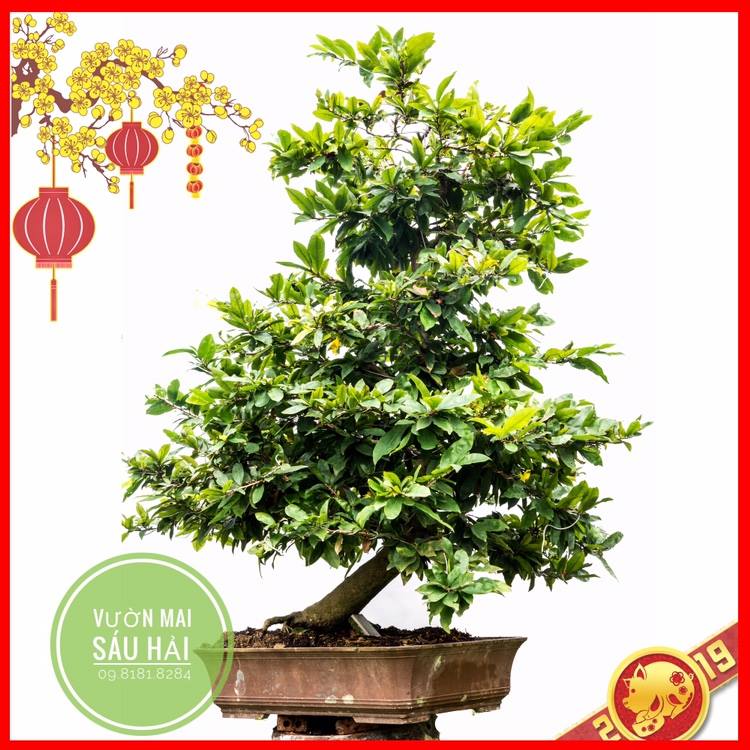 mai chưng tết kỷ hợi 2019