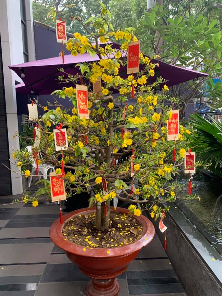 mai-tet-dep-2022