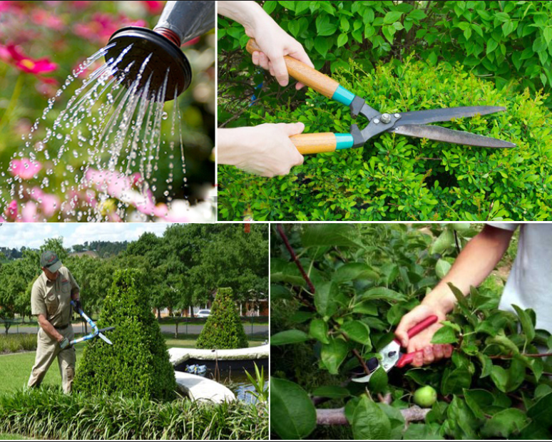 dịch vụ làm vườn tại nhà