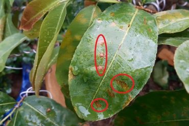 Cách phòng bệnh rỉ sét trên cây mai vàng