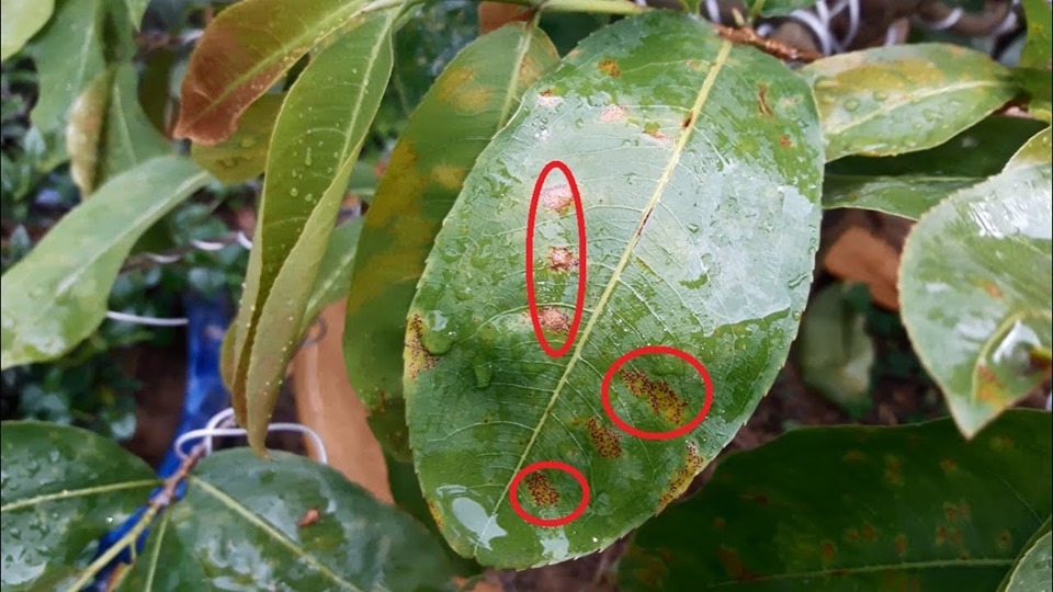 Cách phòng bệnh rỉ sét trên cây mai vàng