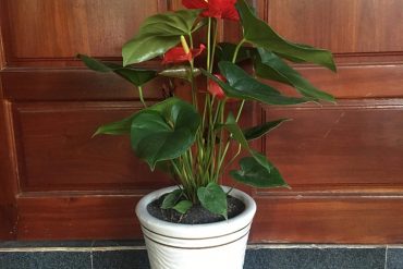 cây hồng môn đẹp