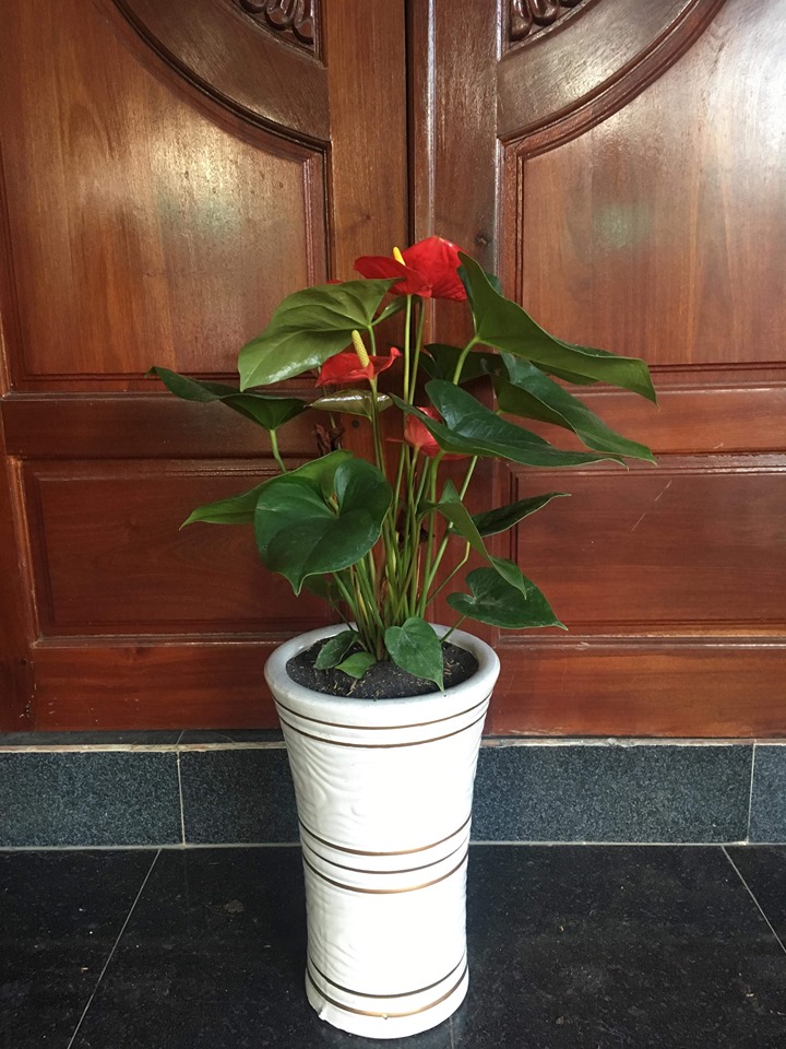 cây hồng môn đẹp