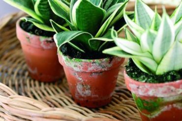 cây lưỡi hổ đẹp