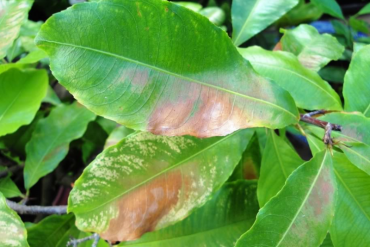 Bệnh cháy lá ở Mai Vàng