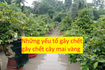 NHỮNG YẾU TỐ GÂY CHẾT GÂY CHẾT CÂY MAI VÀNG