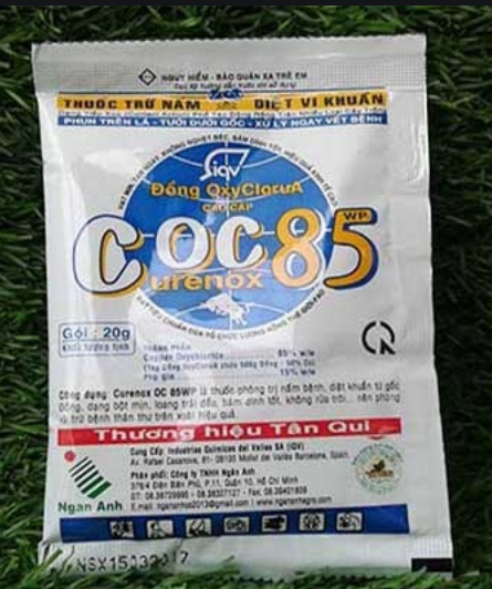 Thuốc phòng ngừa bệnh cháy lá ở mai vàng