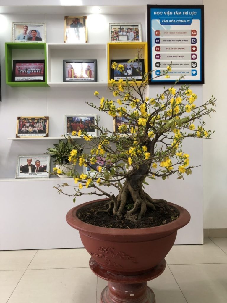 mai gốc đế bonsai