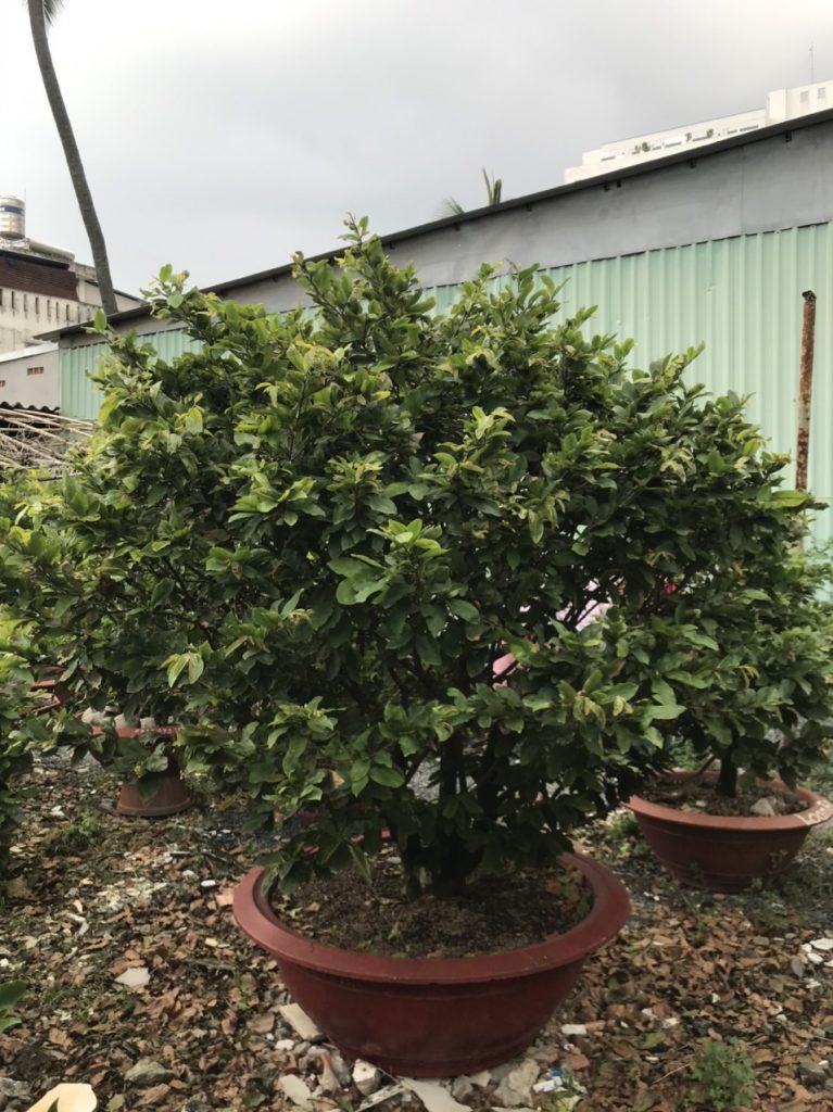 mai thuê văn phòng ở vườn mai sáu hải