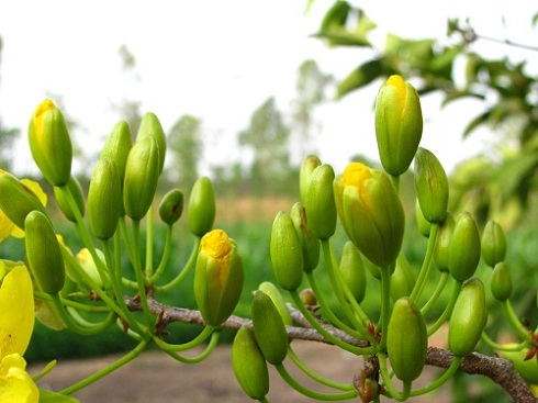 nụ mai vàng