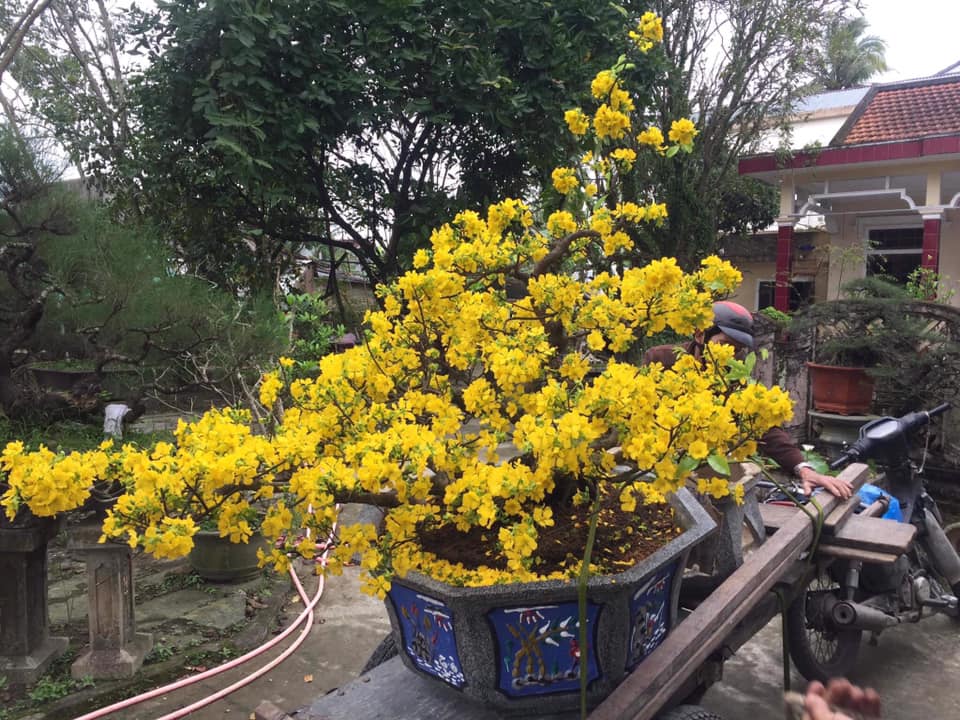 mai nở tết cao 1m8 tàng 2m8