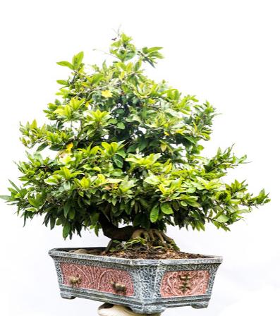 Mai Bonsai tại Vườn Mai Sáu Hải