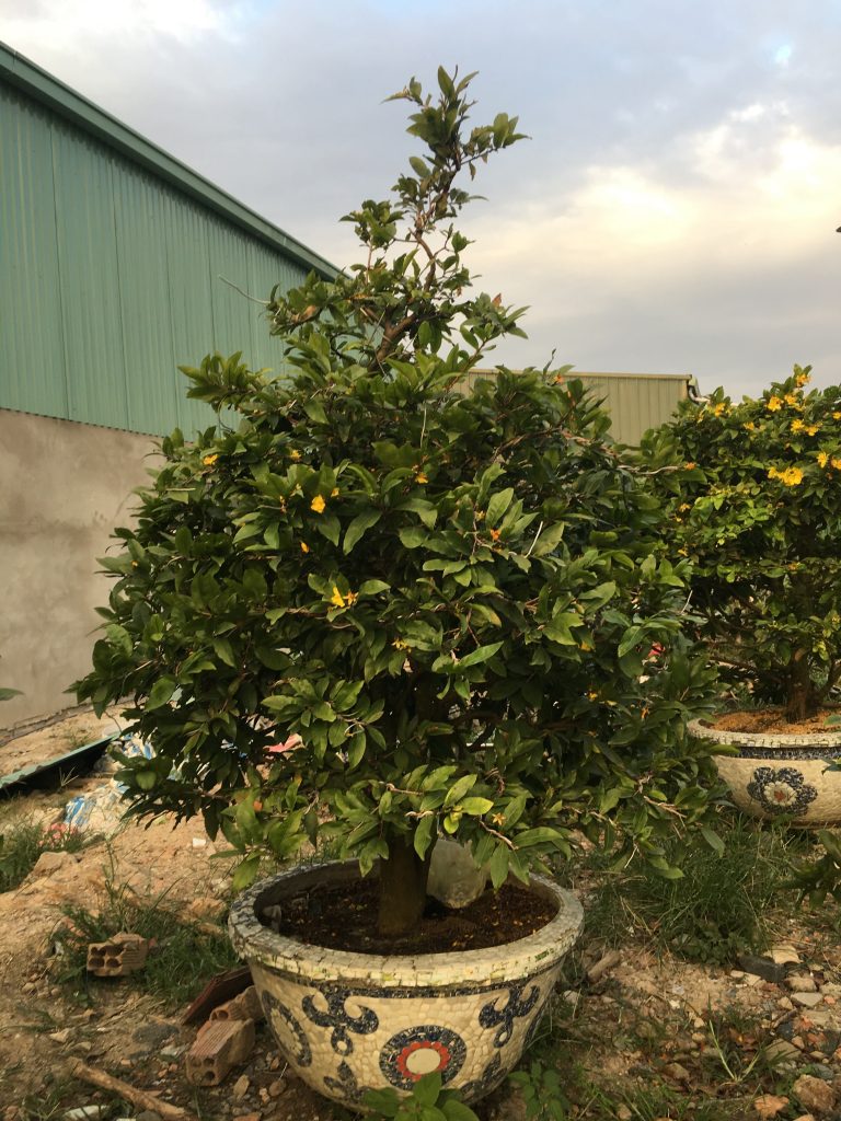 Chậu mai đẹp tại Vườn mai Sáu Hải