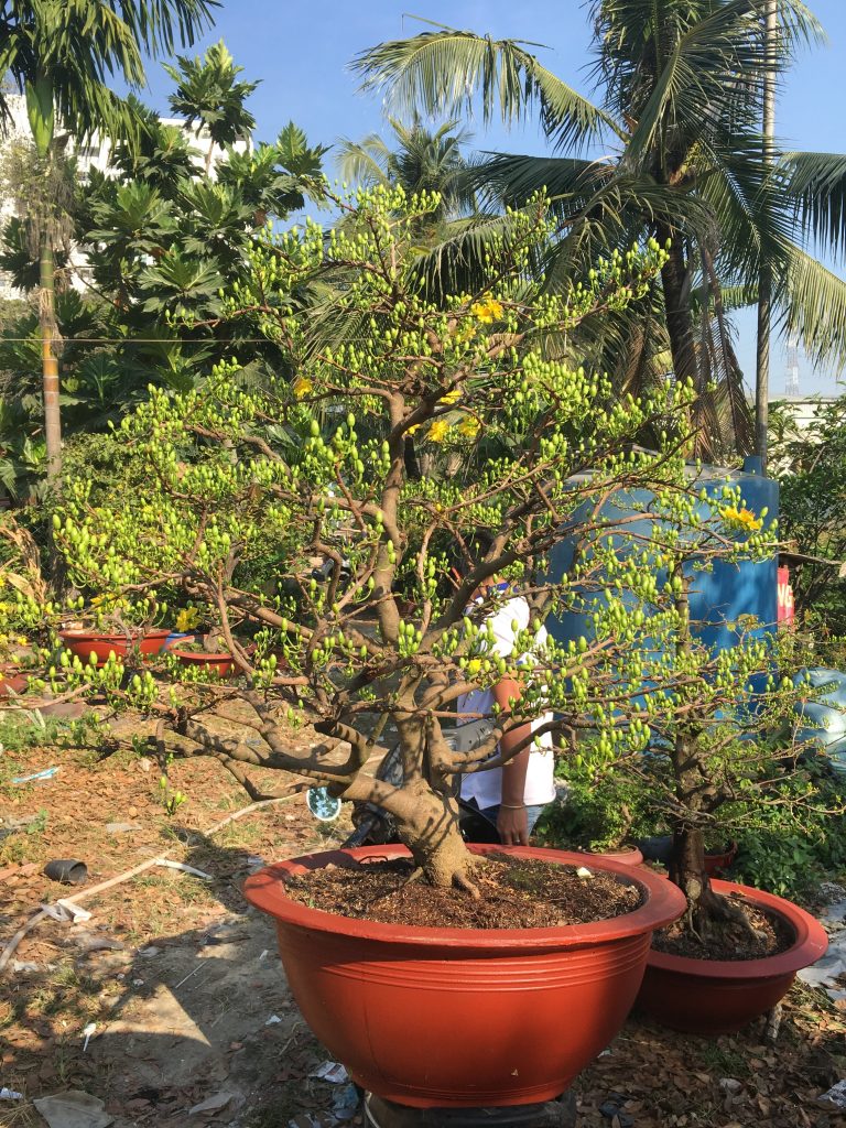 Vườn Mai Thủ Đức