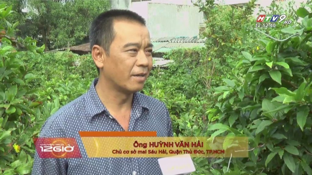 Vườn mai Sáu Hải được HTV đưa tin
