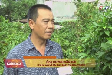 Vườn mai Sáu Hải bản tin HTV