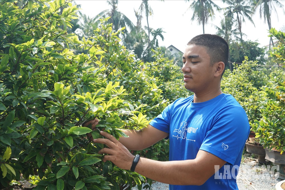 Vườn mai Sáu Hải trên bản tin Báo Lao Động