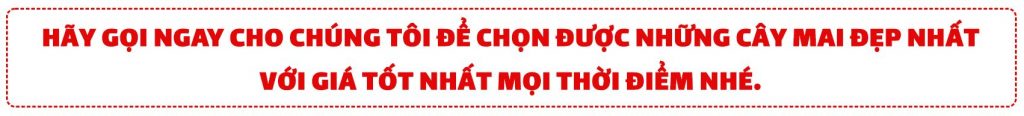 liên hệ ngay cho Vườn Mai Sáu Hải