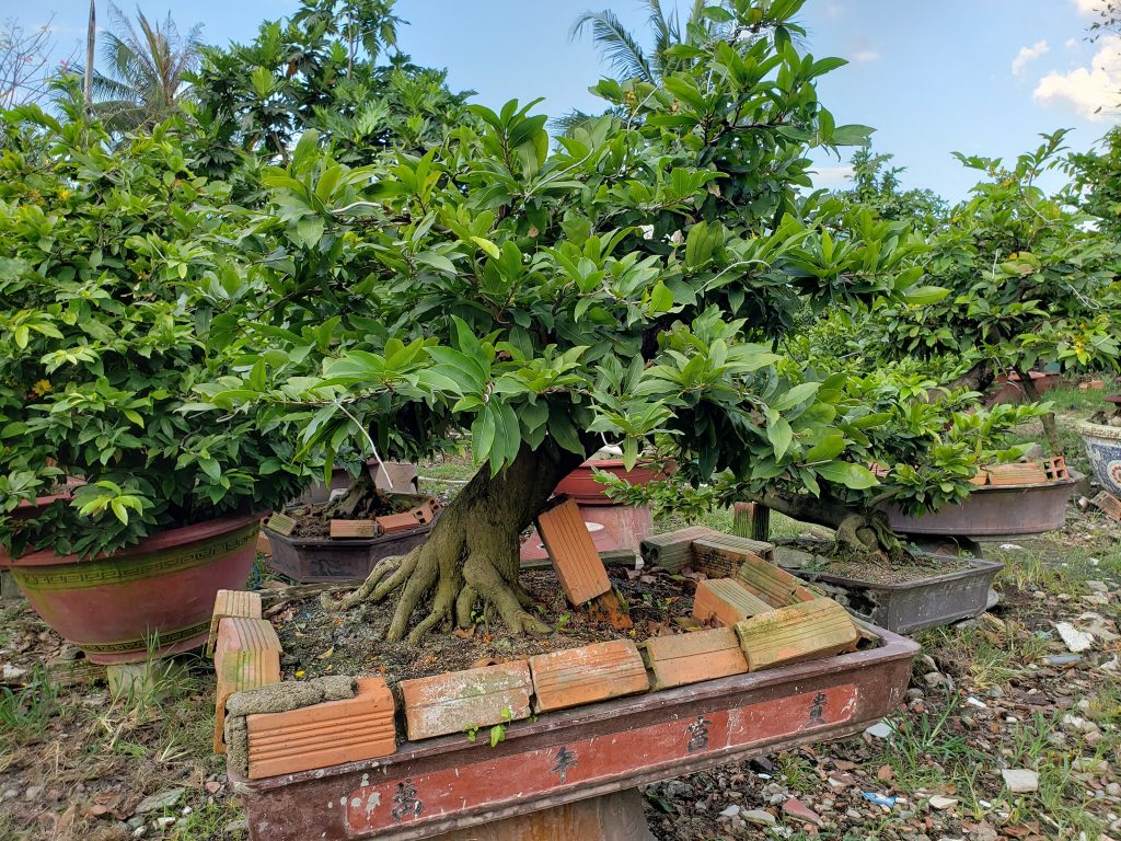 Vườn Mai Sáu hải