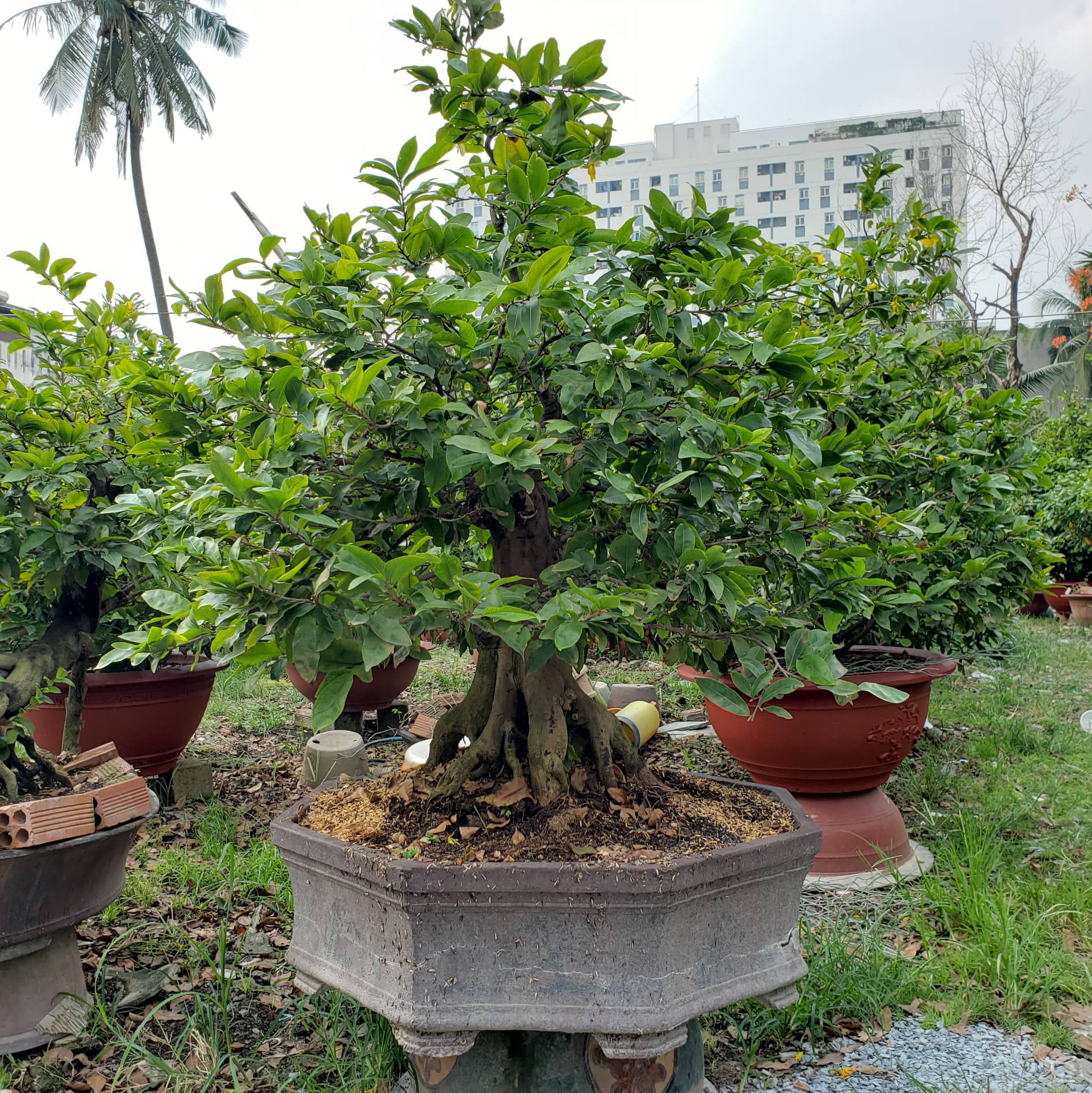 cây mai bonsai
