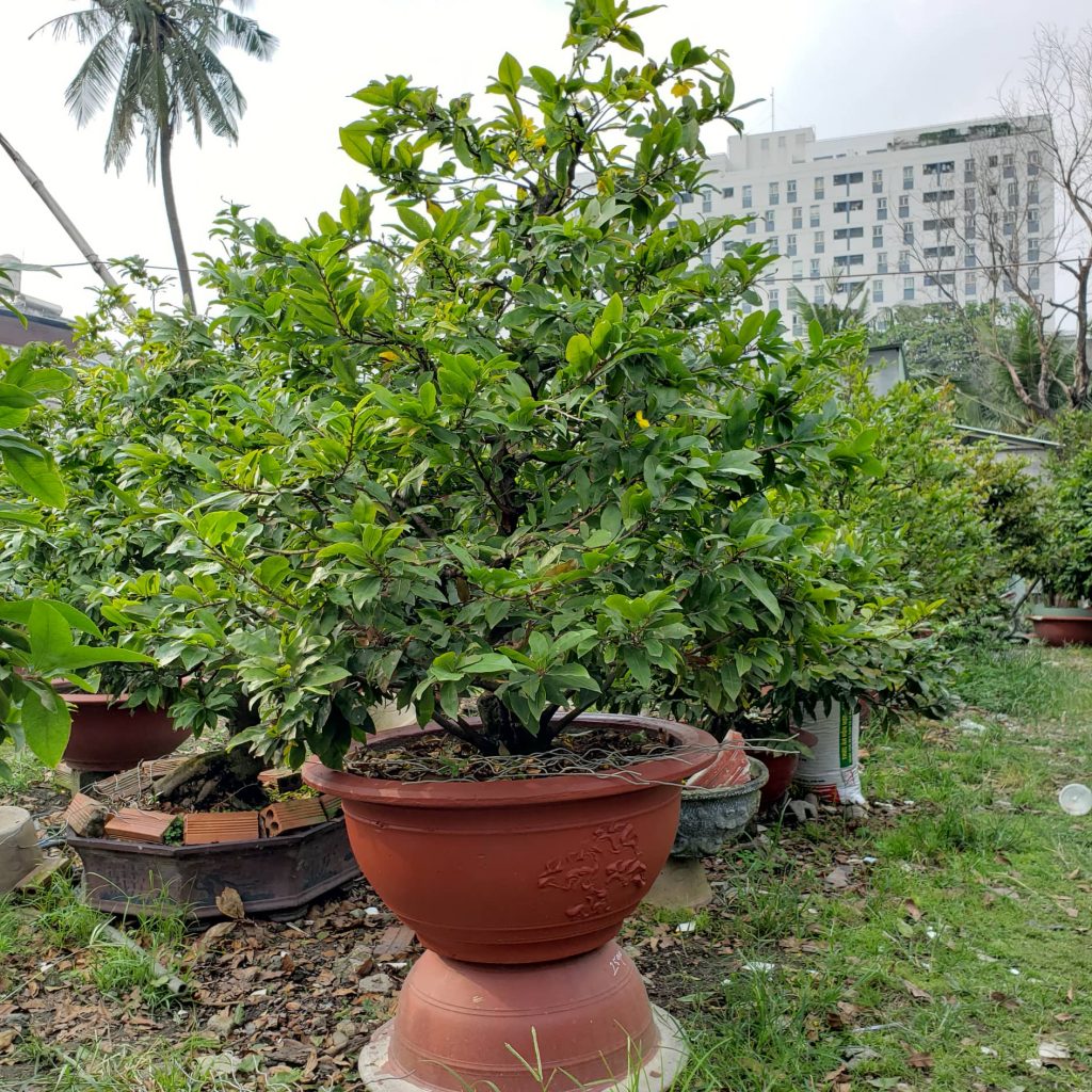 mai tết đẹp 2020