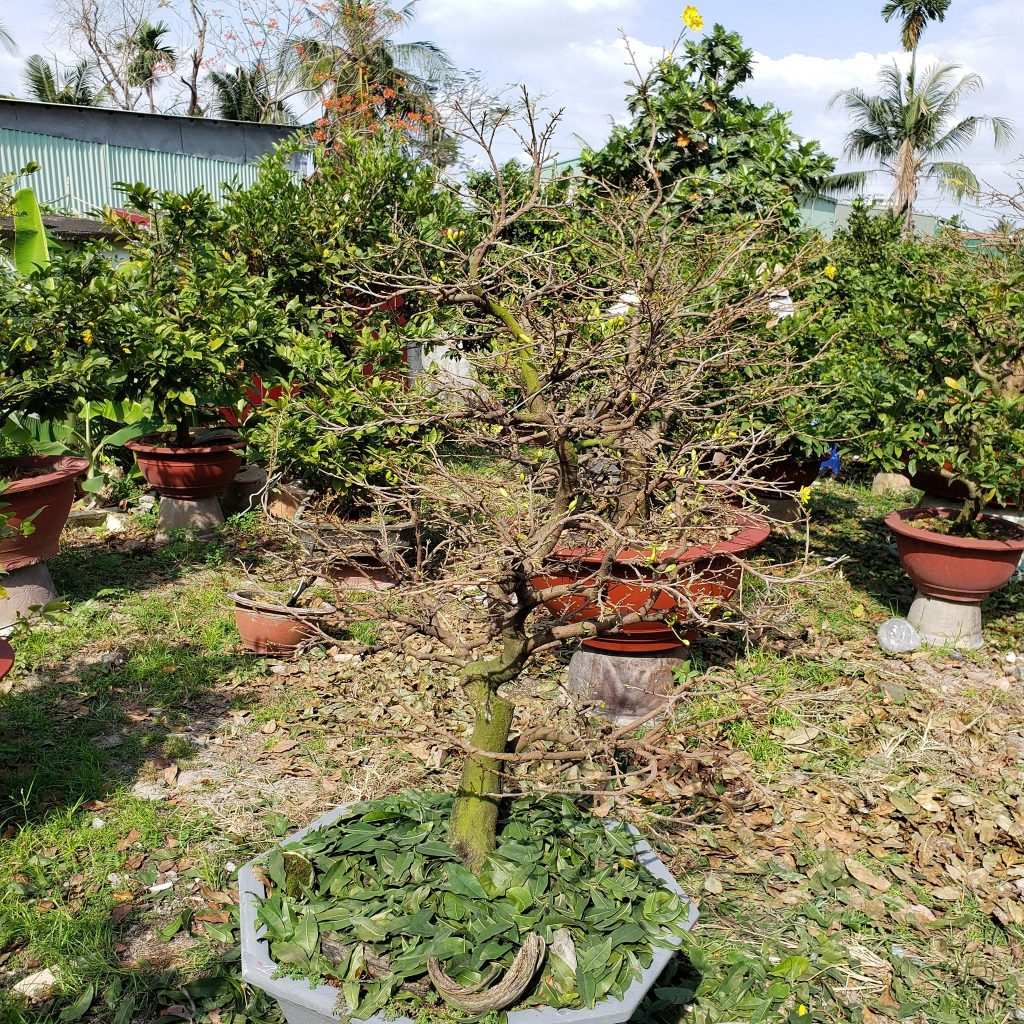 Mai bonsai cao cấp