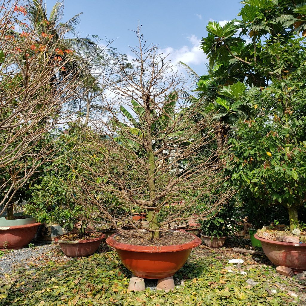 Mai khổng lồ 3.5m đón tết