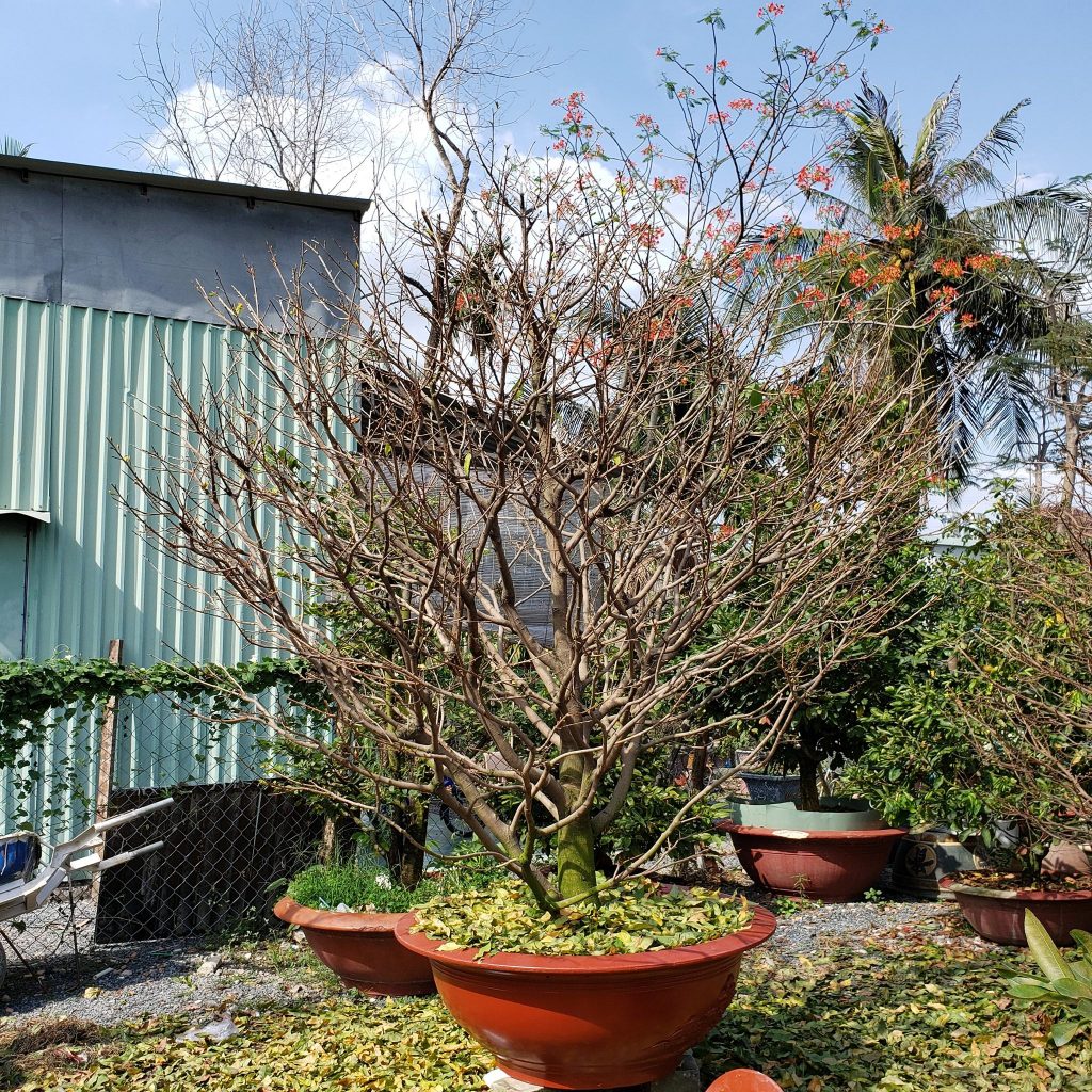 Lặt lá mai tết
