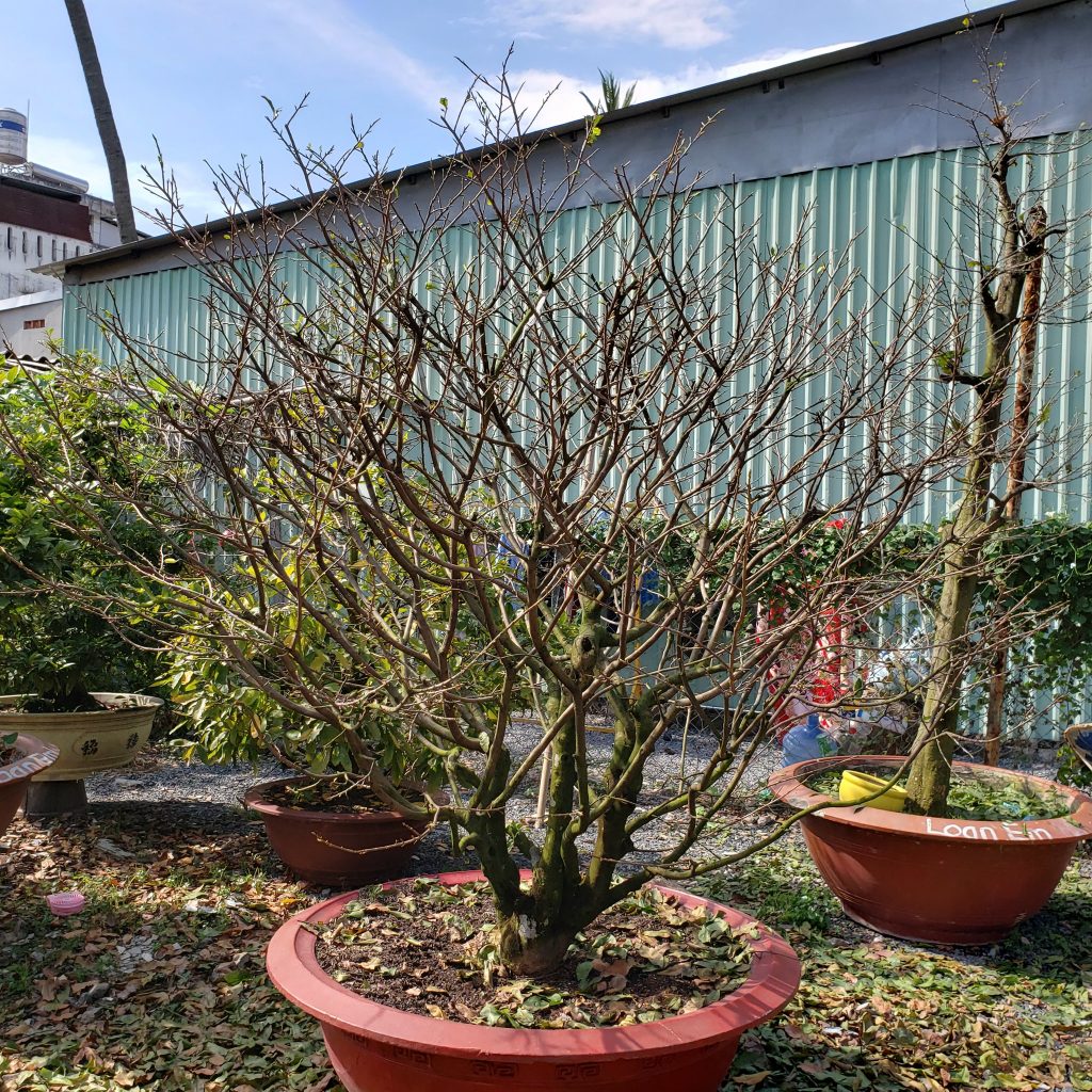 Lặt lá mai tết