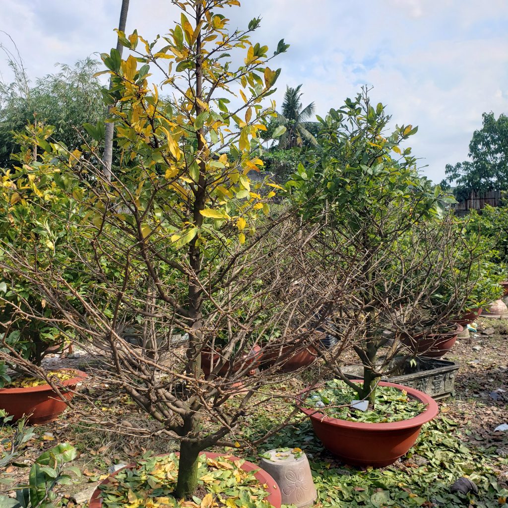 Mai tết cao cấp