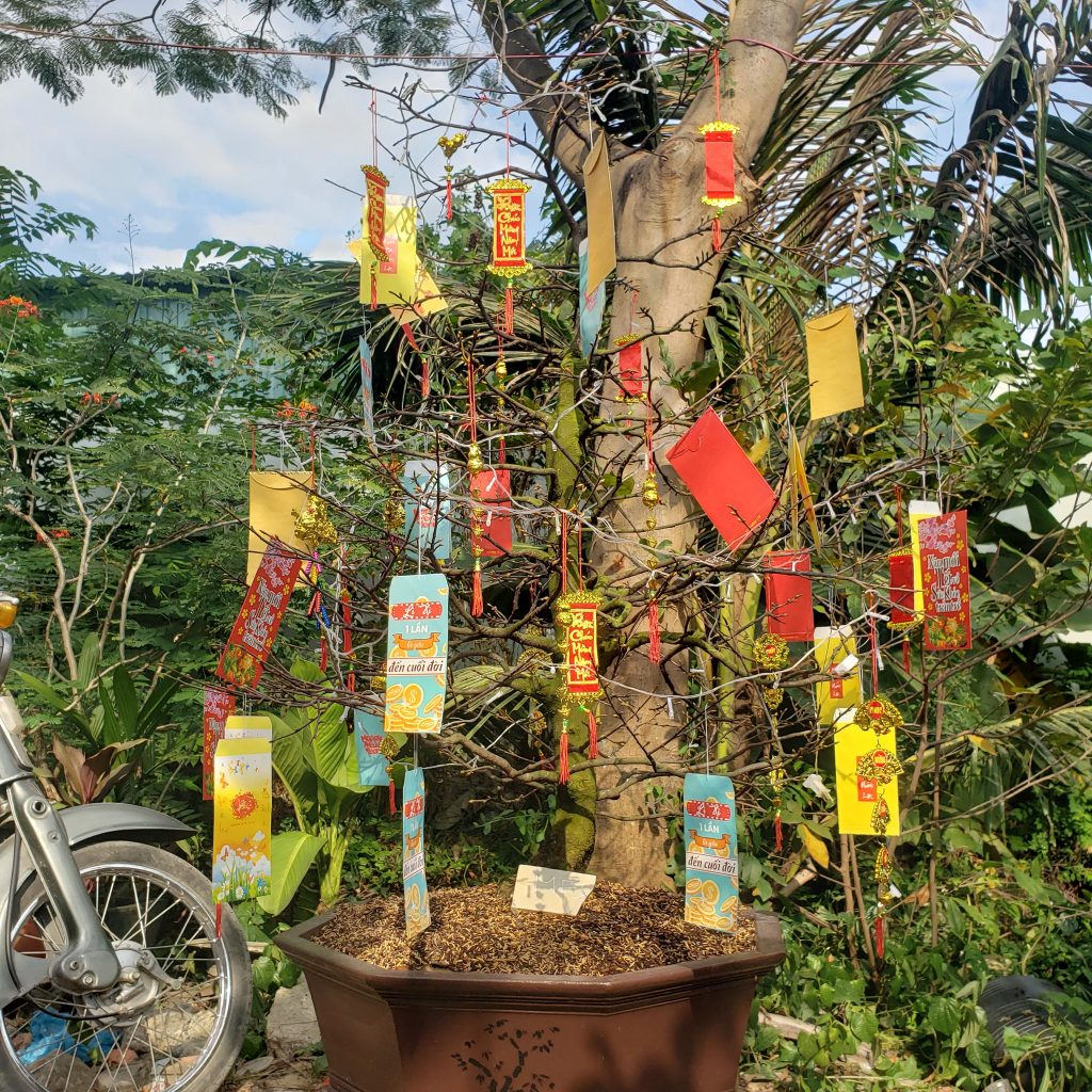 Mai bonsai cao cấp