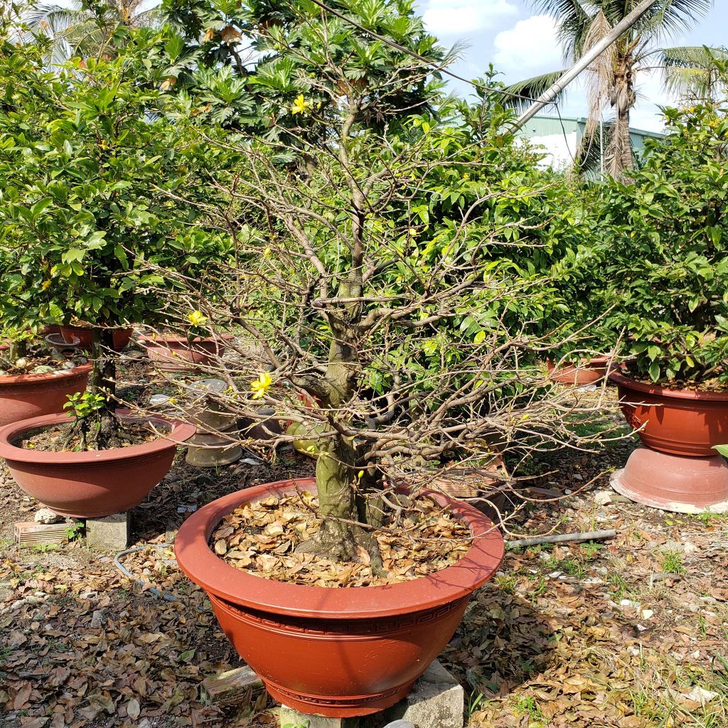 mai đẹp tết 2020