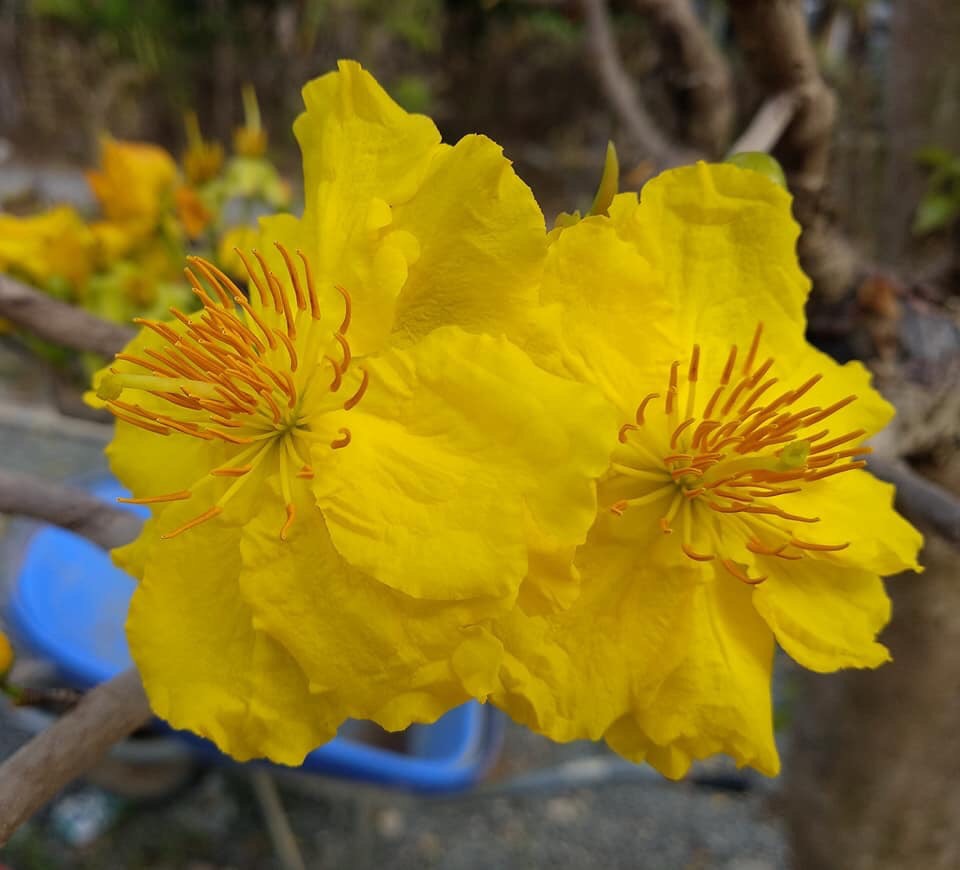 Hoa nở kín búp
