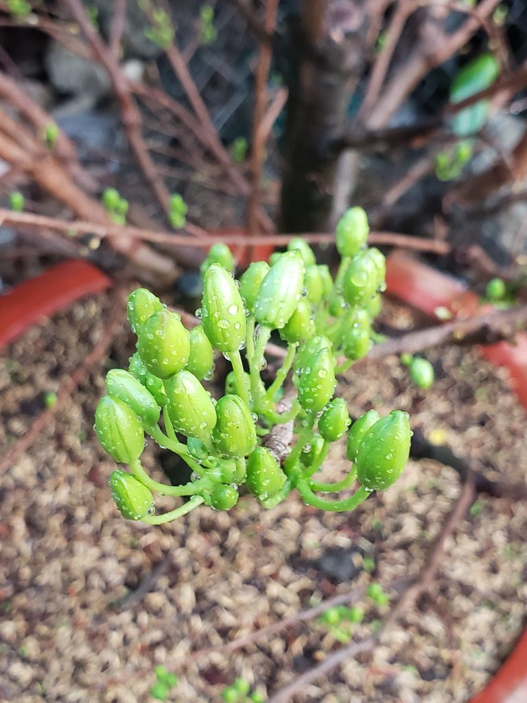 búp hoa mai to và đều