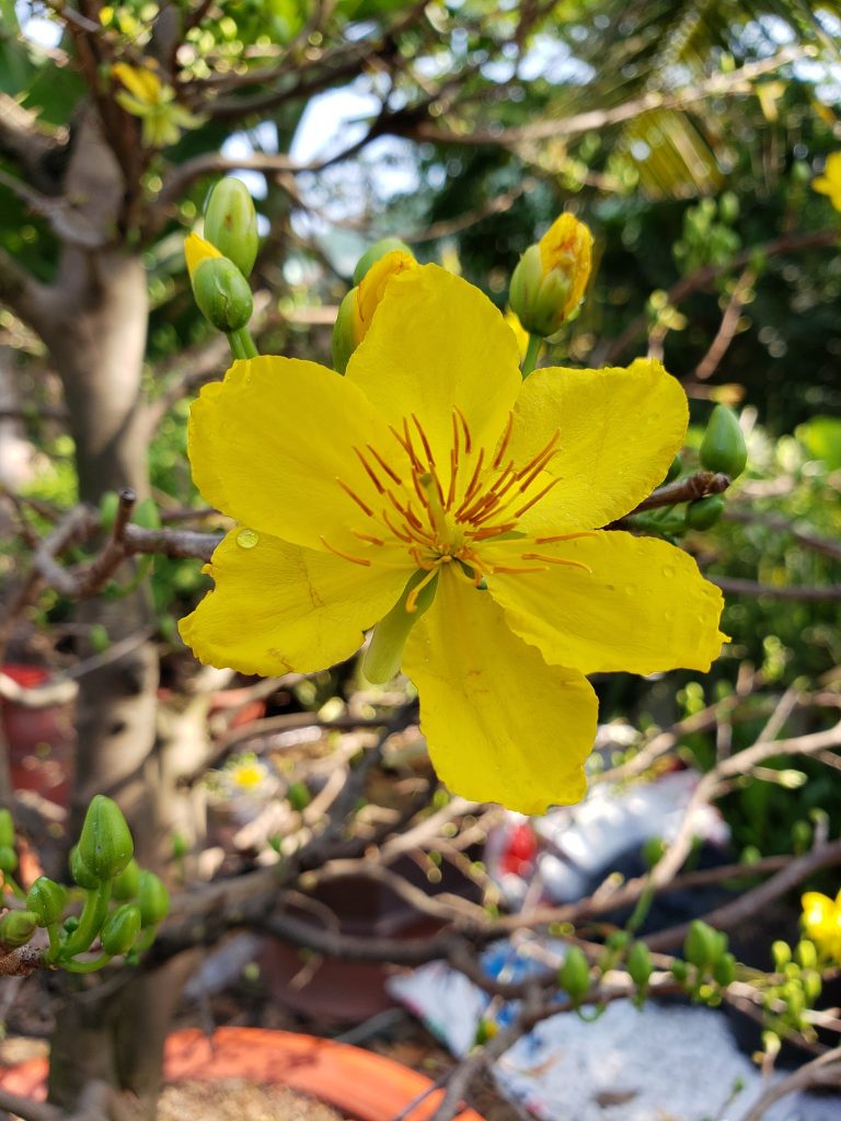 hoa nở to đều và đẹp