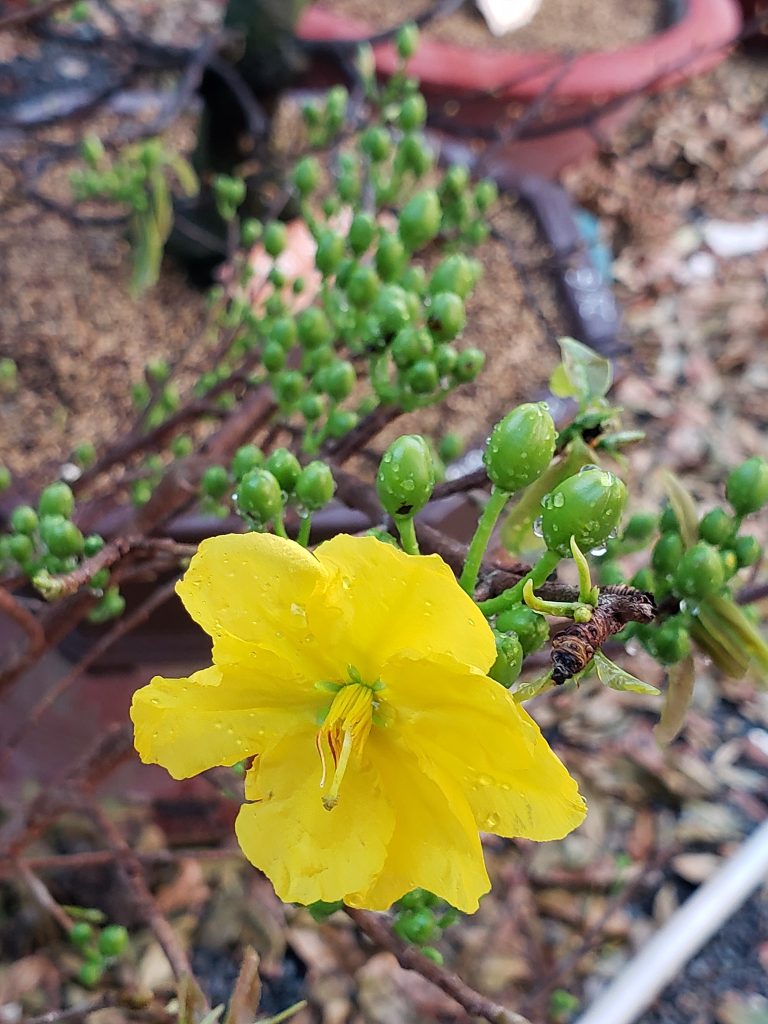 hoa mai nở to và đều