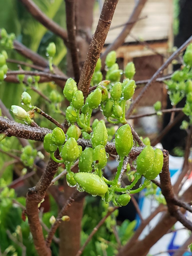 nụ hoa sẵn sàng đón tết