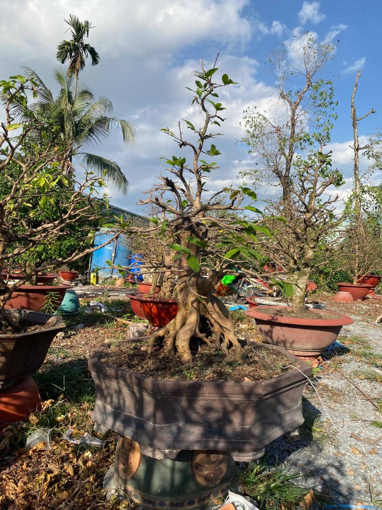 cắt tỉa mai bonsai