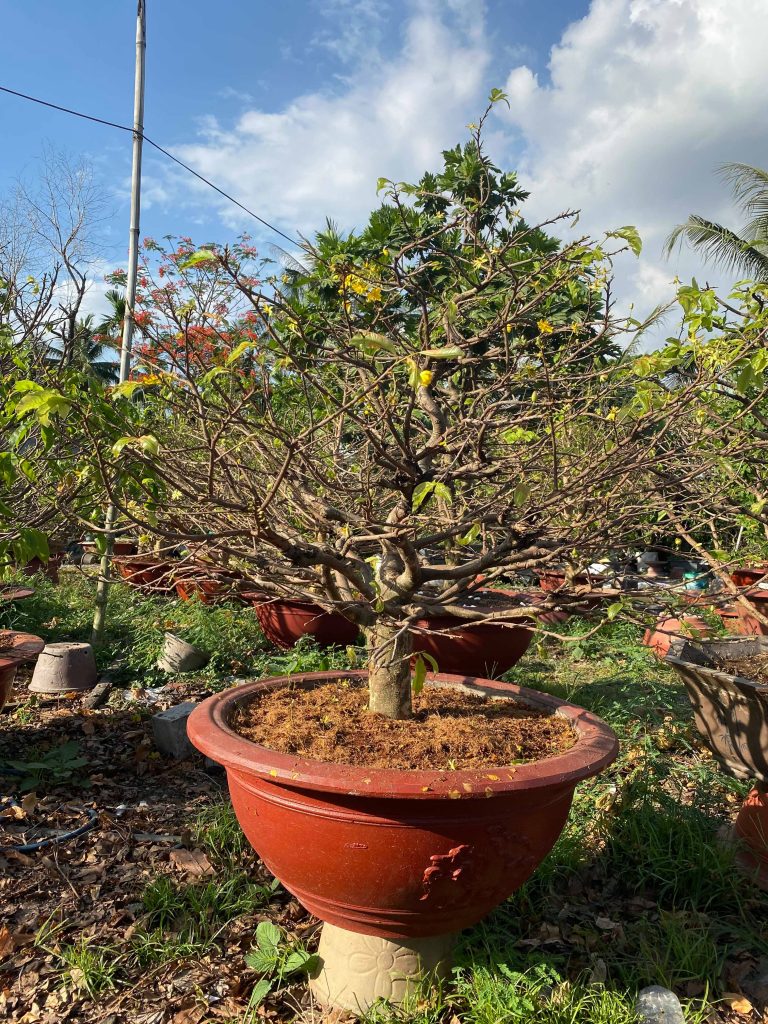 Tỉa nhánh cho mai dáng thông