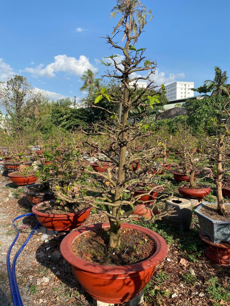 Tỉa nhánh cho mai dáng thông