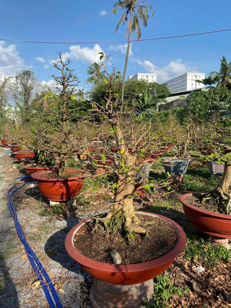 Cây mai đã cắt tỉa gọn gàng