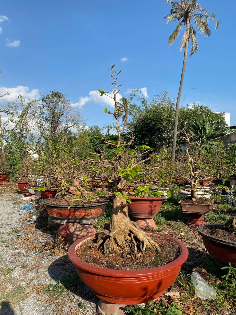 cắt tỉa mai bonsai sau tết