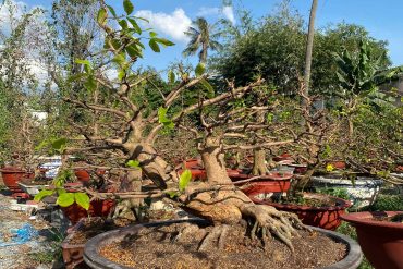cắt tỉa mai bonsai sau tết