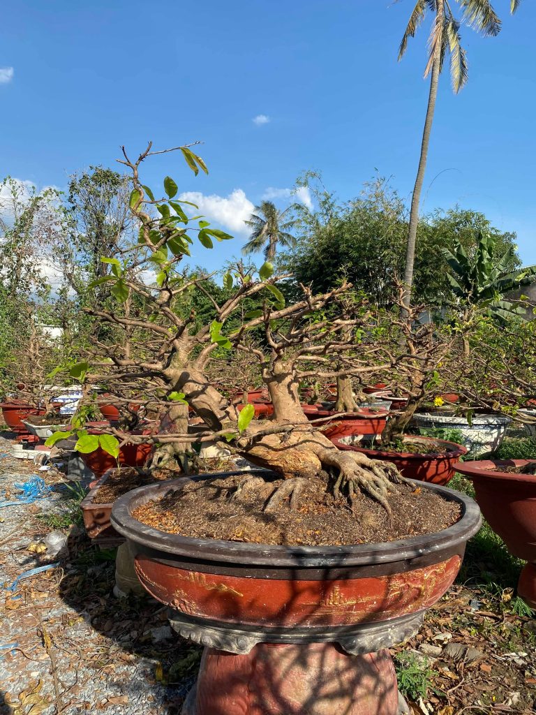 cắt tỉa mai bonsai sau tết