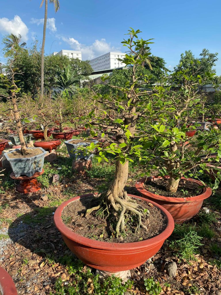 cắt tỉa mai bonsai sau tết