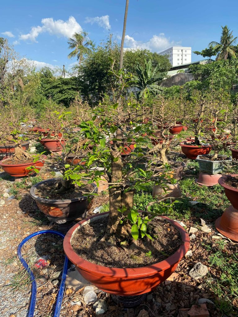 cắt tỉa mai bonsai sau tết