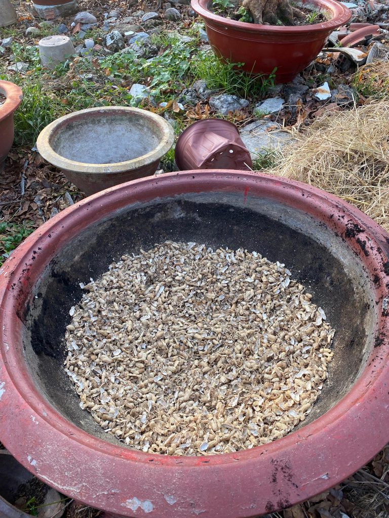 Cho phân đã trộn sẵn vào chậu