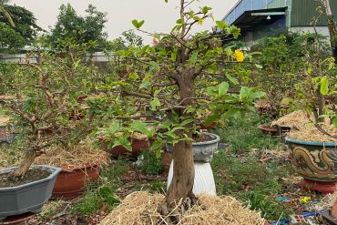 Cho cây vào chậu và phủ thêm lớp rơm tạo độ ẩm