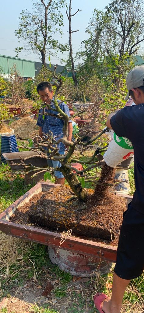 Canh lượng vừa phải để cây phát triển tốt