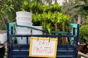 Cung cấp cây phát tài